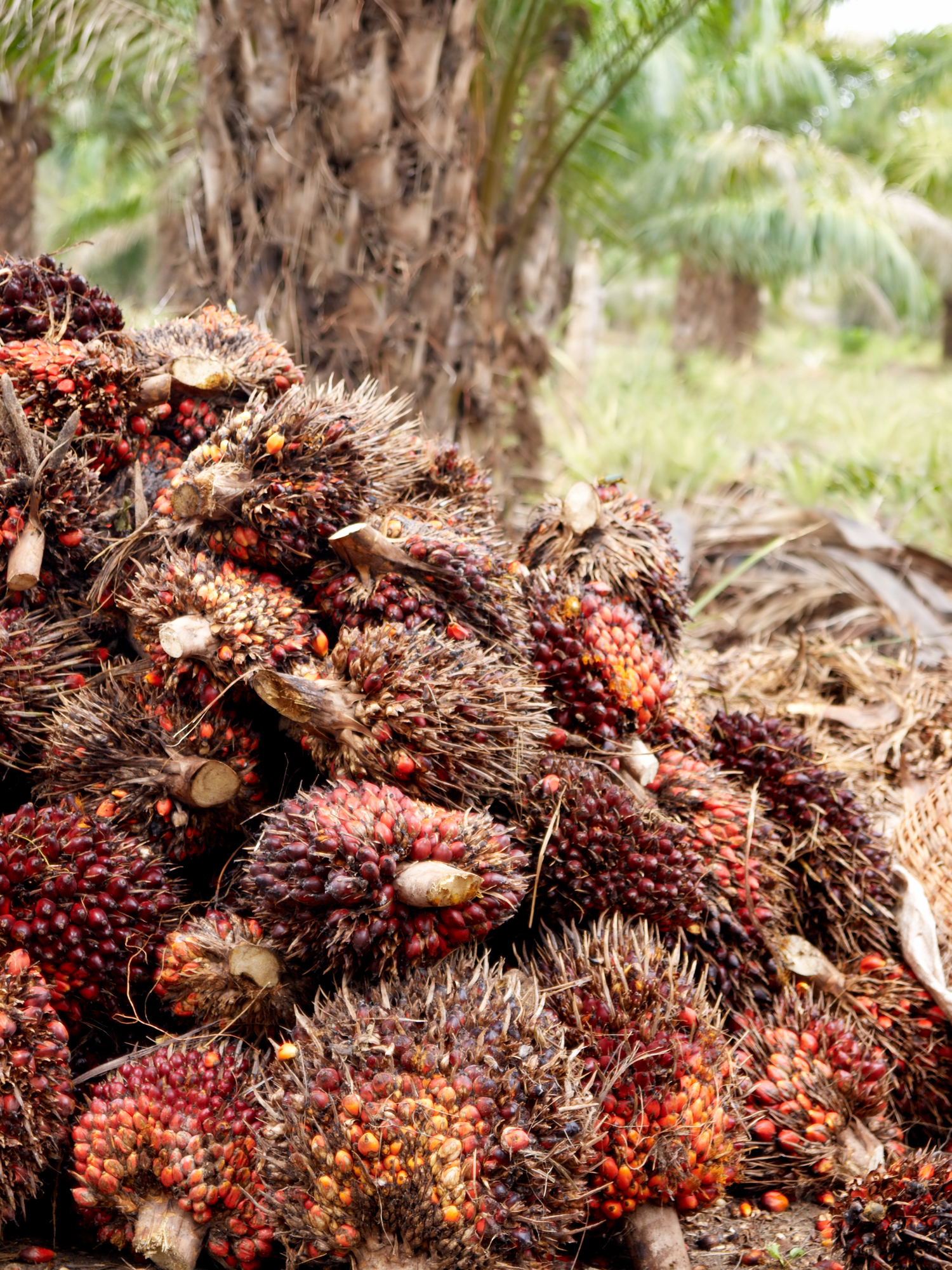 A pile of palm oil crops in a plantation field.